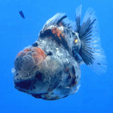 Thai Oranda Gray Kirin Tiger Godzilla 3.5 inch Body Female (FEB-935)BLUETUBC