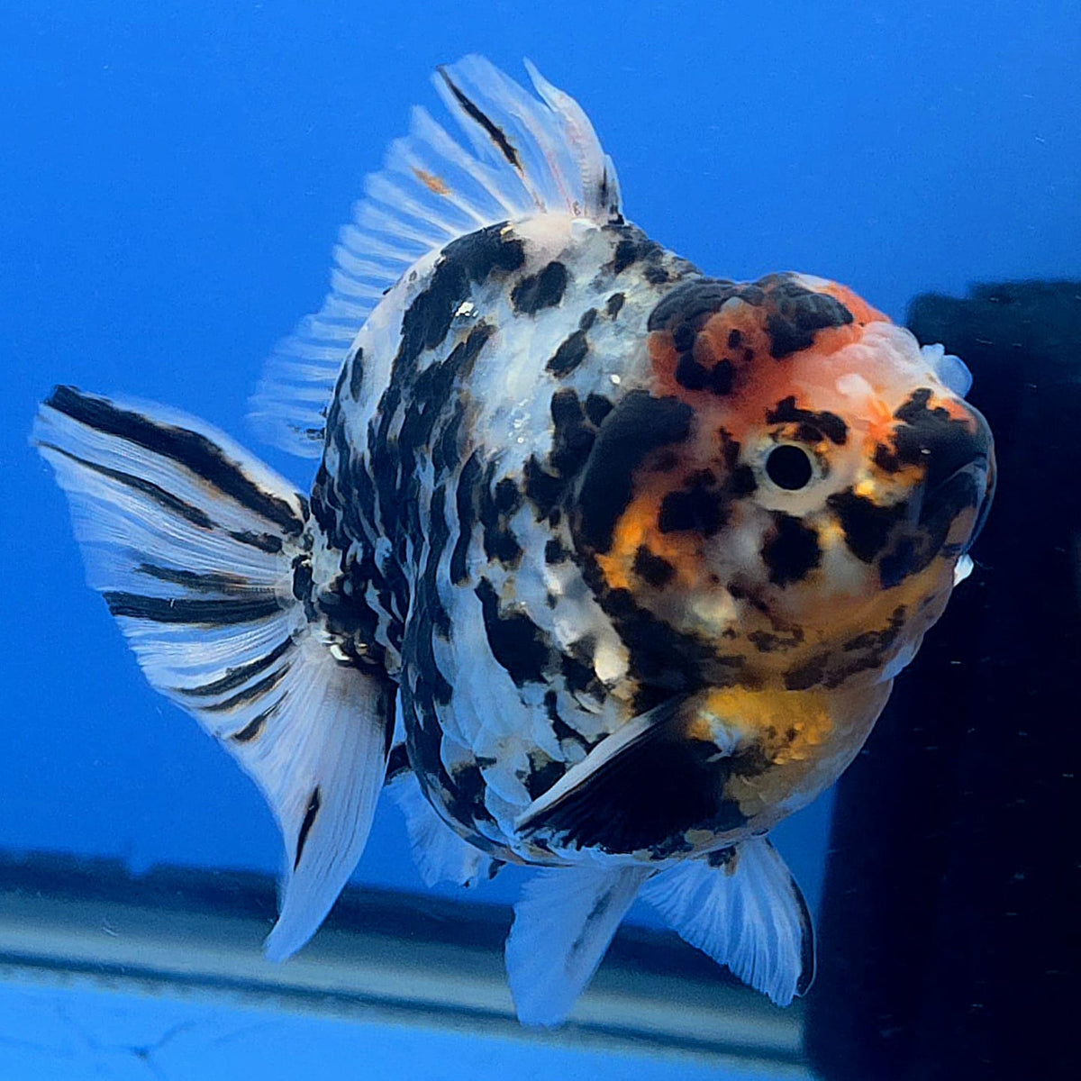 Thai Oranda Tri Color Tiger Godzilla 3.5 inch Body Male (FEB-936)BLUETUBC