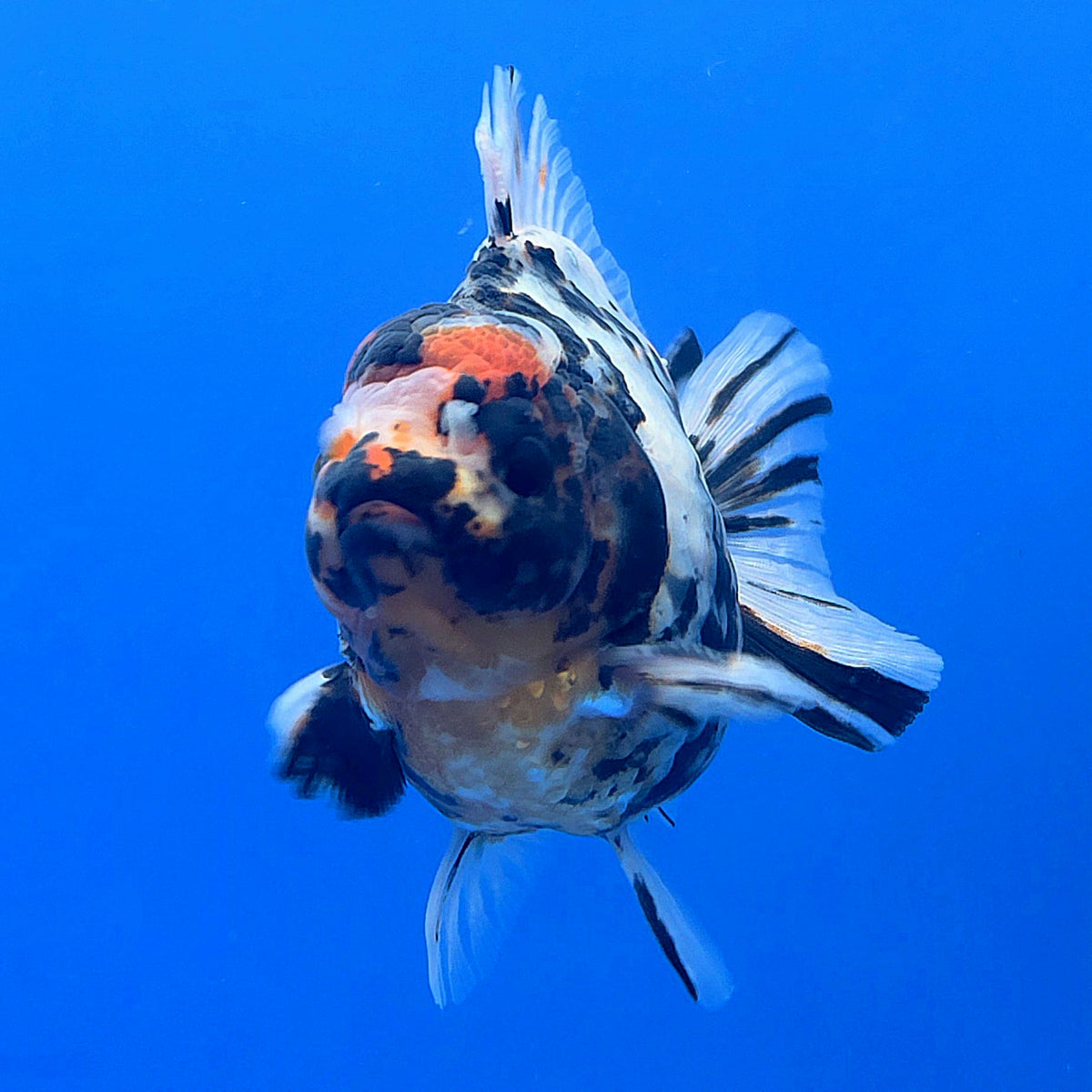 Thai Oranda Tri Color Tiger Godzilla 3.5 inch Body Male (FEB-936)BLUETUBC