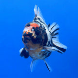 Thai Oranda Tri Color Tiger Godzilla 3.5 inch Body Male (FEB-936)BLUETUBC