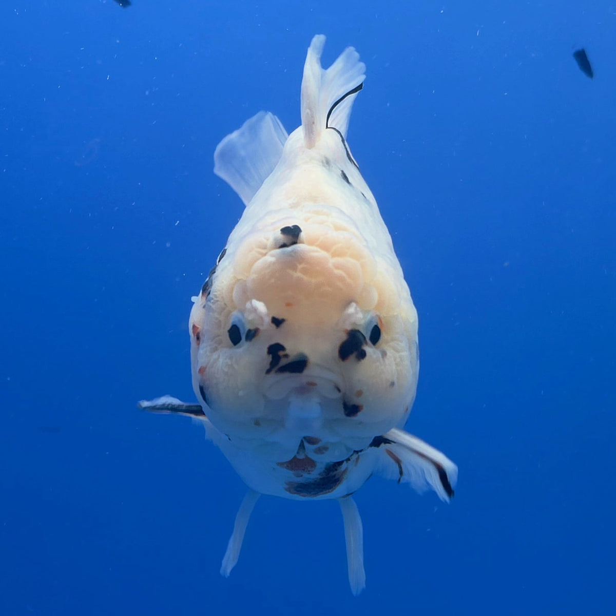 Thai Oranda White Tiger Tiger Godzilla 4.5 inch Body Female (FEB-937)BLUETUBC