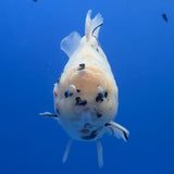 Thai Oranda White Tiger Tiger Godzilla 4.5 inch Body Female (FEB-937)BLUETUBC