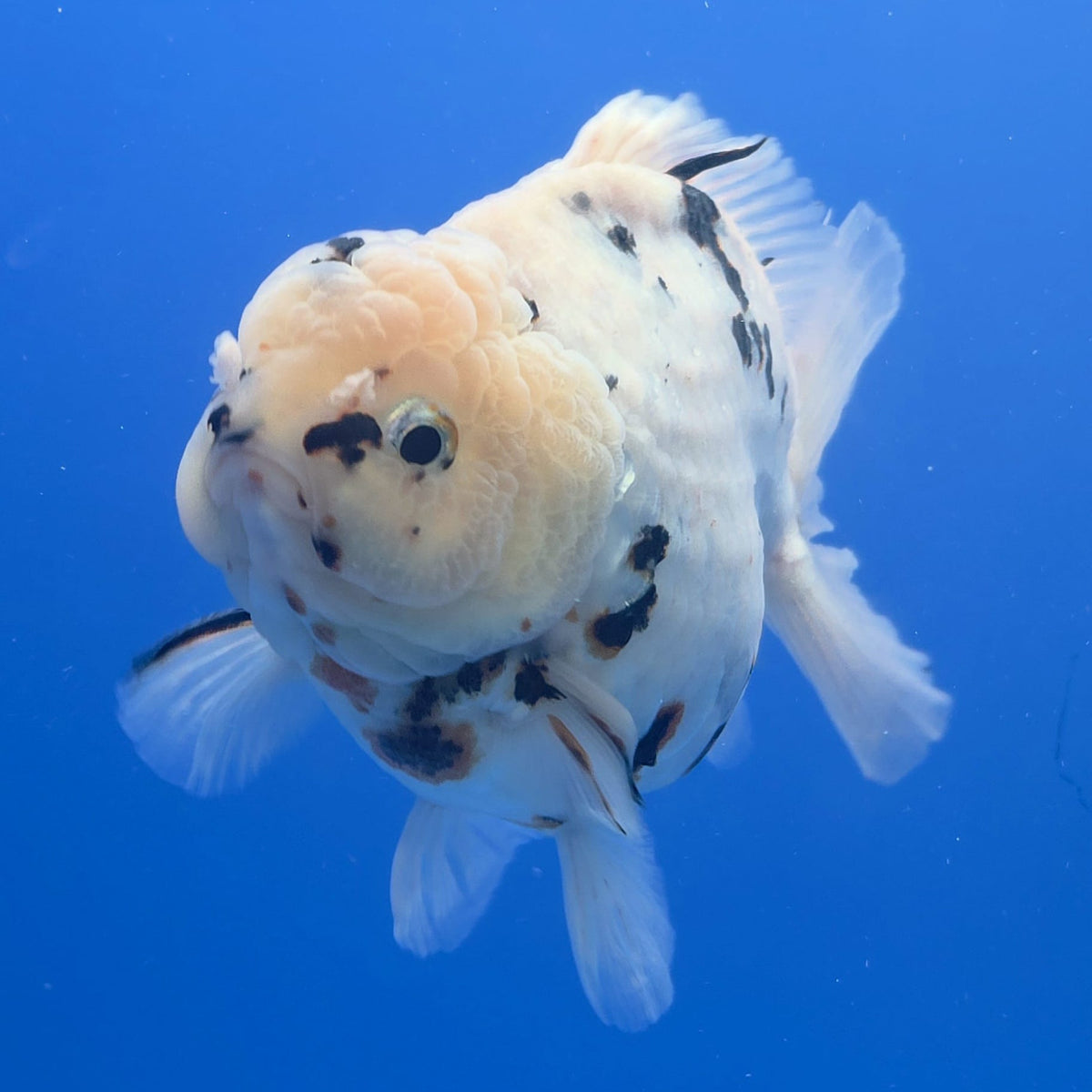 Thai Oranda White Tiger Tiger Godzilla 4.5 inch Body Female (FEB-937)BLUETUBC