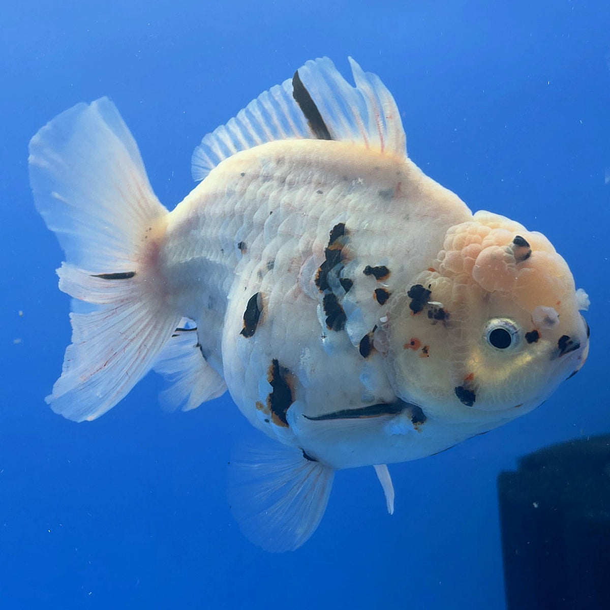 Thai Oranda White Tiger Tiger Godzilla 4.5 inch Body Female (FEB-937)BLUETUBC