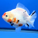 Thai Oranda Red and white Tiger Godzilla 3.5 inch Body Female (FEB-938)BLUETUBC