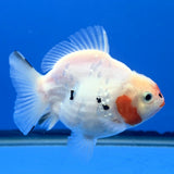 Thai Oranda Red and white Tiger Godzilla 3.5 inch Body Female (FEB-938)BLUETUBC