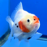 Thai Oranda Red and white Tiger Godzilla 3.5 inch Body Female (FEB-938)BLUETUBC