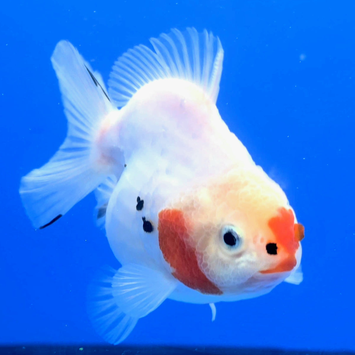 Thai Oranda Red and white Tiger Godzilla 3.5 inch Body Female (FEB-938)BLUETUBC