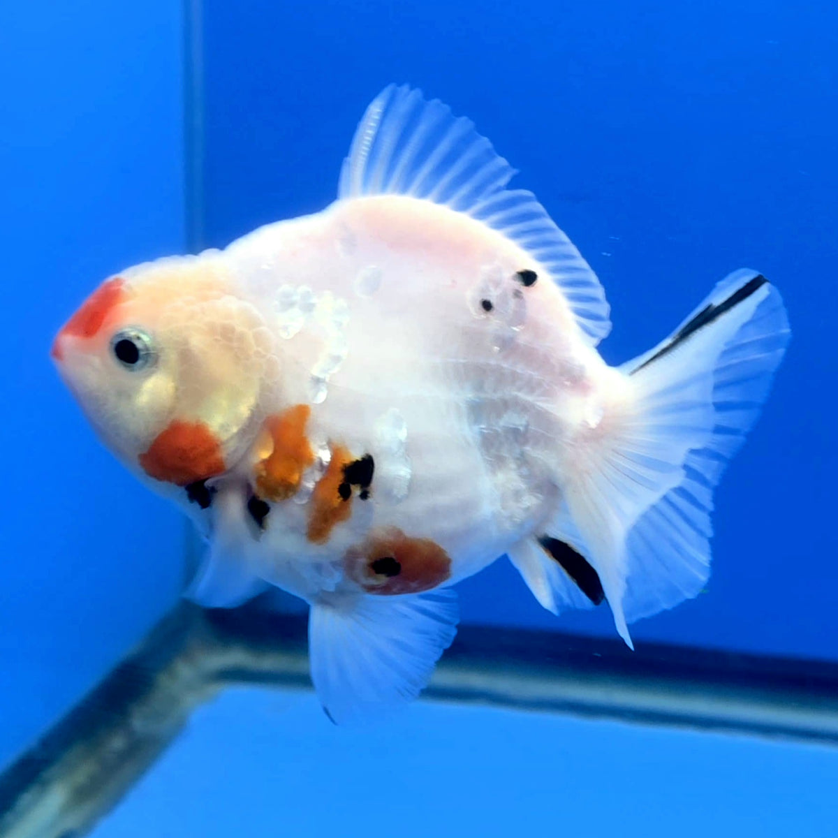 Thai Oranda Red and white Tiger Godzilla 3.5 inch Body Female (FEB-938)BLUETUBC