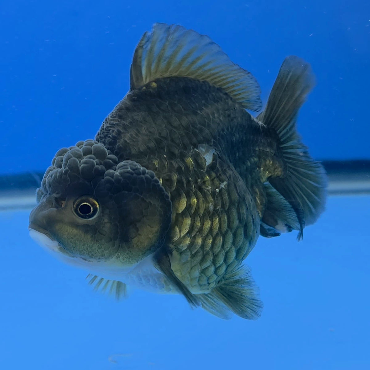 Thai Oranda Bronze Godzilla 3 inch Body Female (FEB-939)BLUETUBC