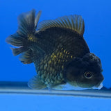Thai Oranda Bronze Godzilla 3 inch Body Female (FEB-939)BLUETUBC