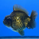 Thai Oranda Bronze Godzilla 3 inch Body Female (FEB-939)BLUETUBC