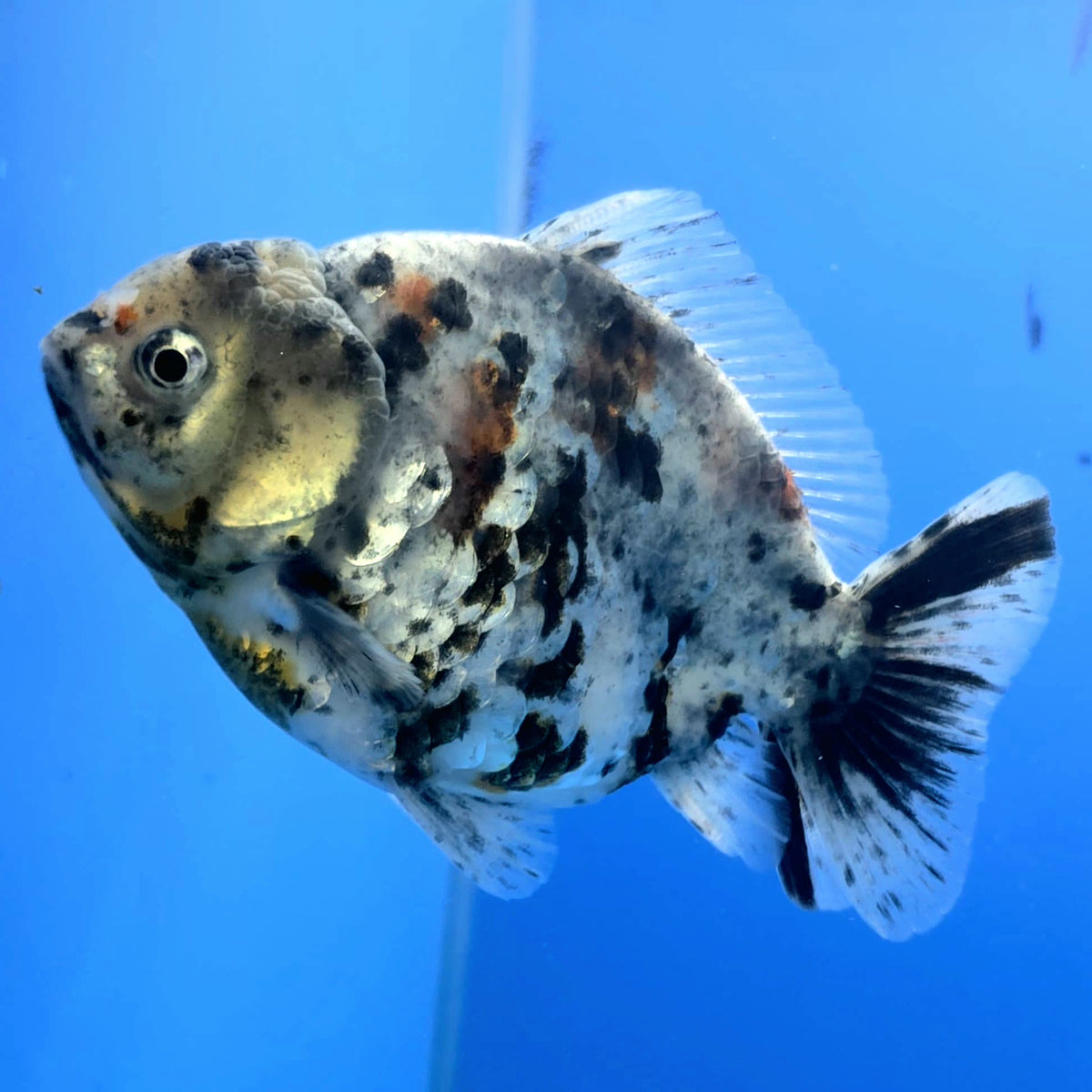 Thai Oranda White Tiger Godzilla 3.5 inch Body Female (FEB-940)BLUETUBC