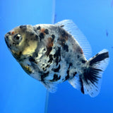 Thai Oranda White Tiger Godzilla 3.5 inch Body Female (FEB-940)BLUETUBC