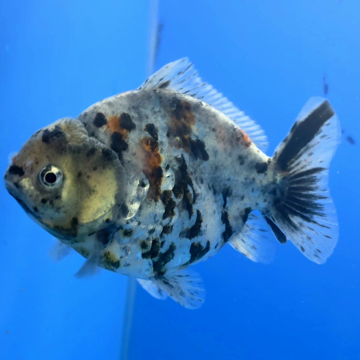 Thai Oranda White Tiger Godzilla 3.5 inch Body Female (FEB-940)BLUETUBC