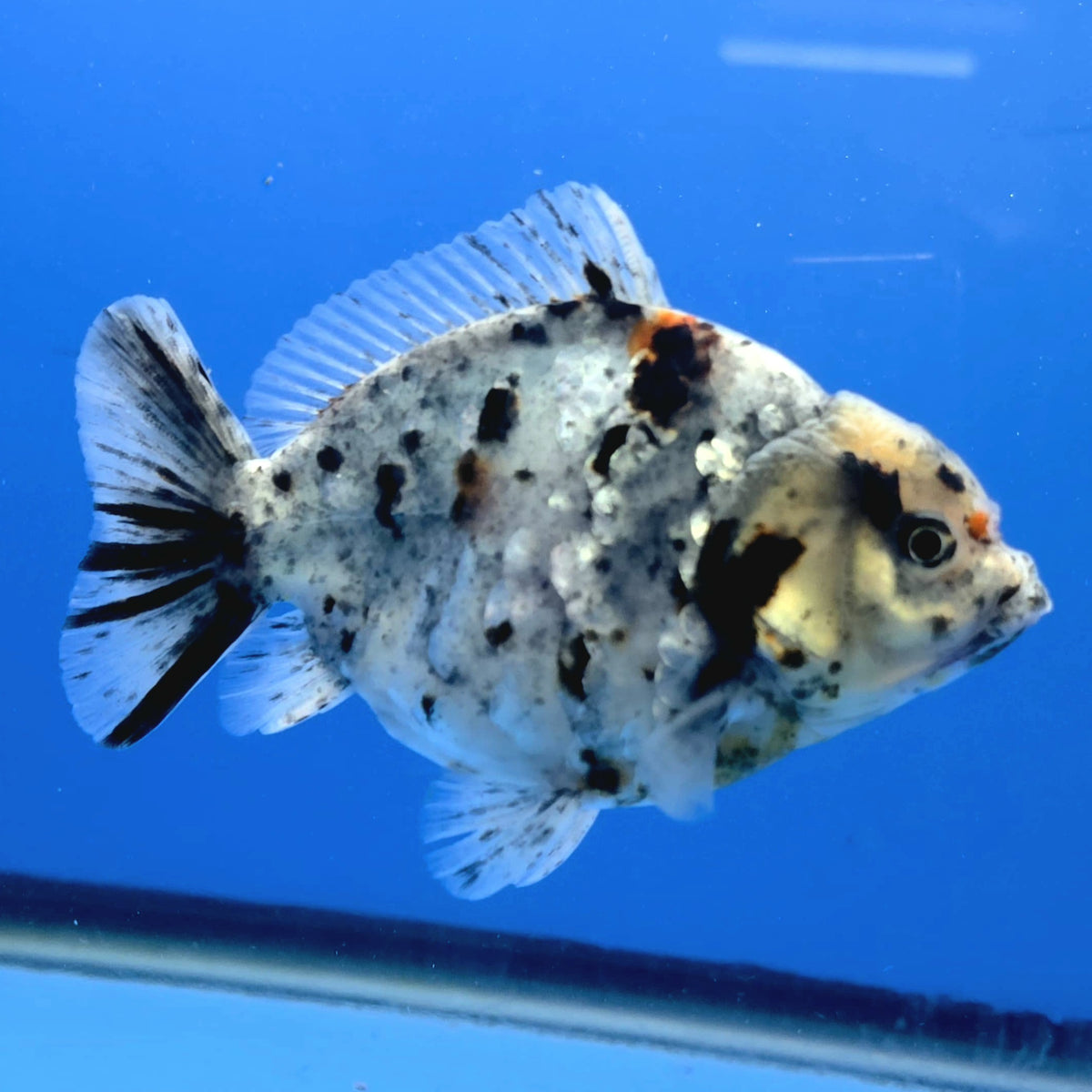 Thai Oranda White Tiger Godzilla 3.5 inch Body Female (FEB-940)BLUETUBC