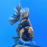 Thai Oranda Tiger Godzilla 4 inch Body Female (FEB-941)BLUETUBC