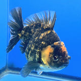 Thai Oranda Tiger Godzilla 4 inch Body Female (FEB-941)BLUETUBC