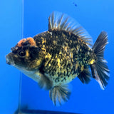 Thai Oranda Tiger Godzilla 4 inch Body Female (FEB-941)BLUETUBC