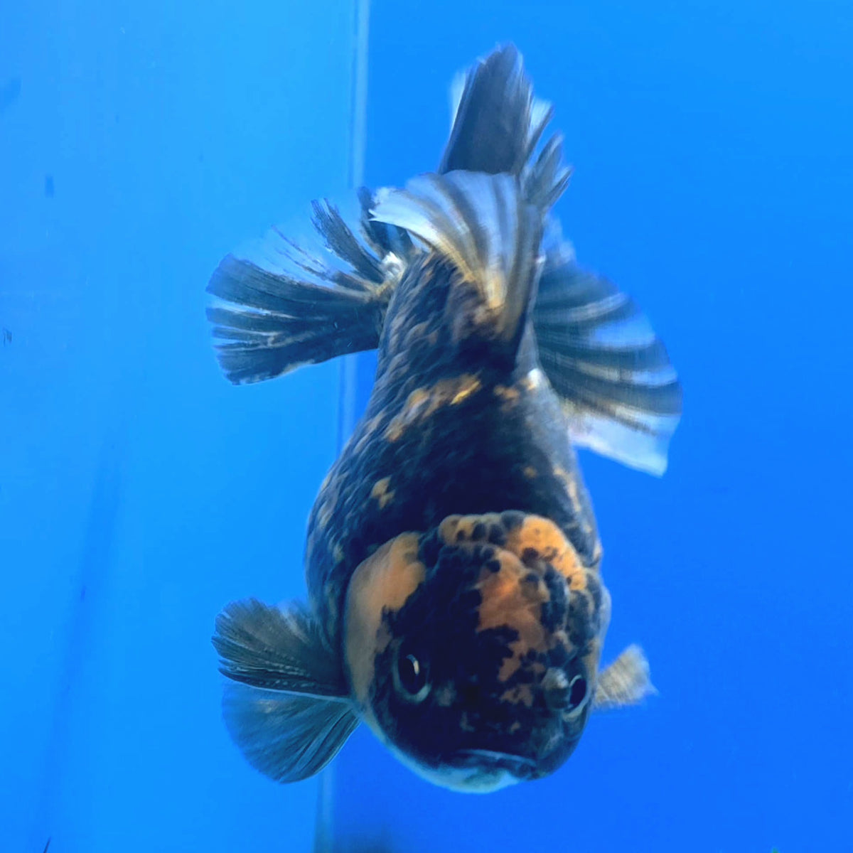 Thai Oranda Tiger Godzilla 4 inch Body Female (FEB-941)BLUETUBC