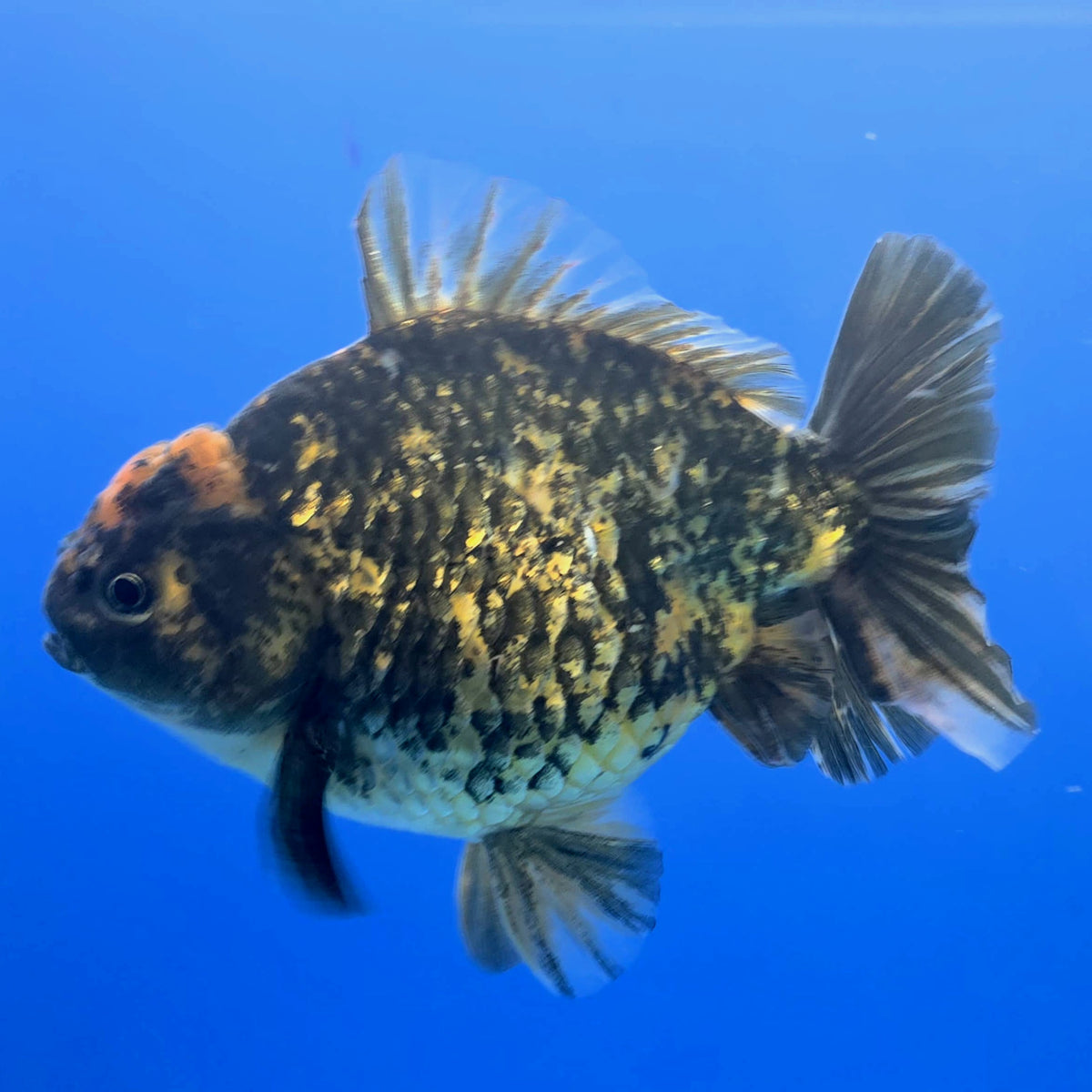 Thai Oranda Tiger Godzilla 4 inch Body Female (FEB-941)BLUETUBC