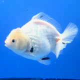 Thai Oranda White Tiger Godzilla 4 inch Body Female (FEB-942)BLUETUBC