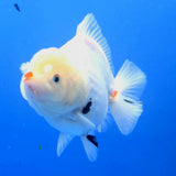 Thai Oranda White Tiger Godzilla 4 inch Body Female (FEB-942)BLUETUBC