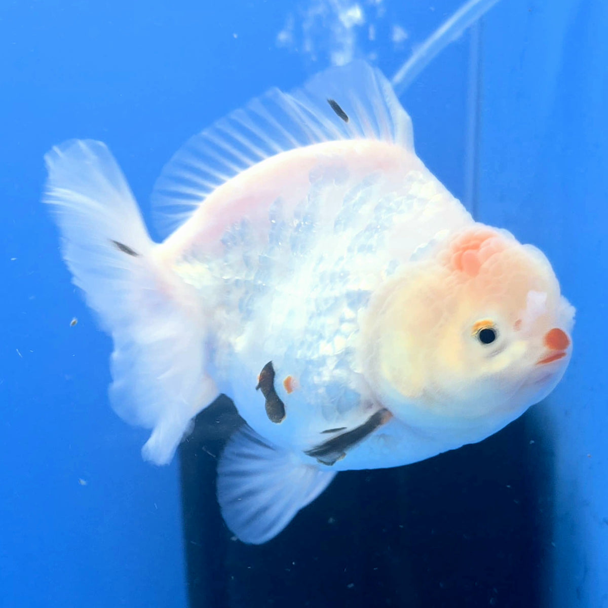 Thai Oranda White Tiger Godzilla 4 inch Body Female (FEB-942)BLUETUBC
