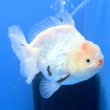 Thai Oranda White Tiger Godzilla 4 inch Body Female (FEB-942)BLUETUBC