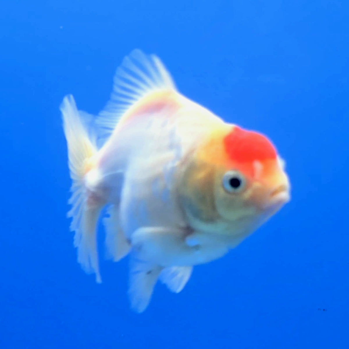 Thai Oranda White Tiger Godzilla 3 inch Body Female (FEB-943)BLUETUBC