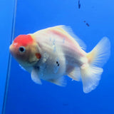 Thai Oranda White Tiger Godzilla 3 inch Body Female (FEB-943)BLUETUBC