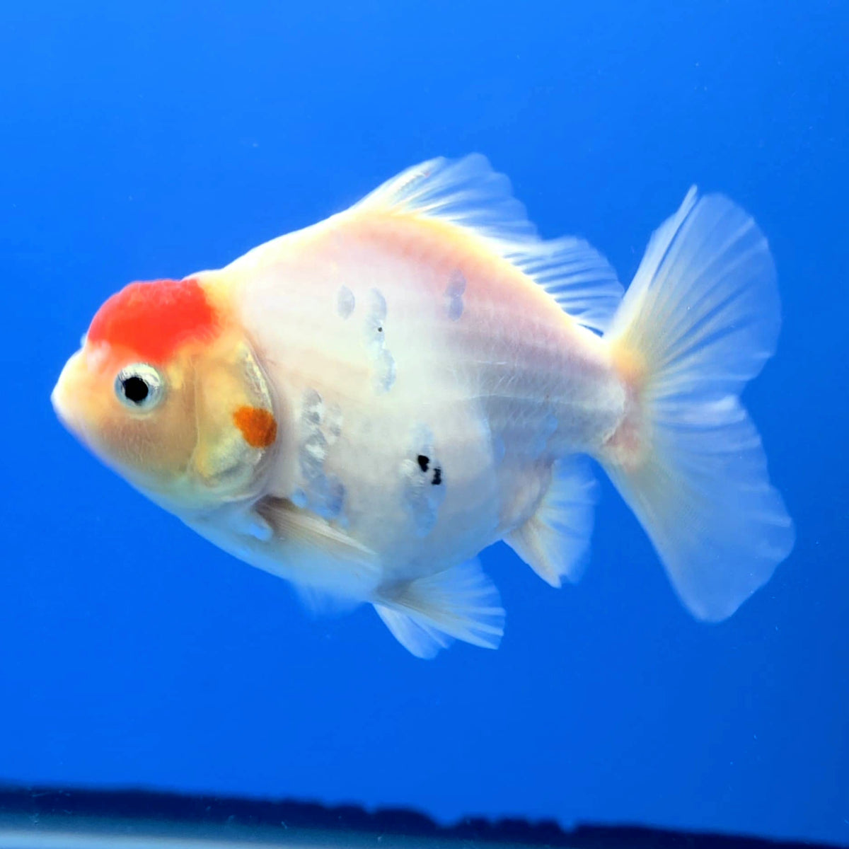 Thai Oranda White Tiger Godzilla 3 inch Body Female (FEB-943)BLUETUBC