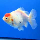 Thai Oranda White Tiger Godzilla 3 inch Body Female (FEB-943)BLUETUBC