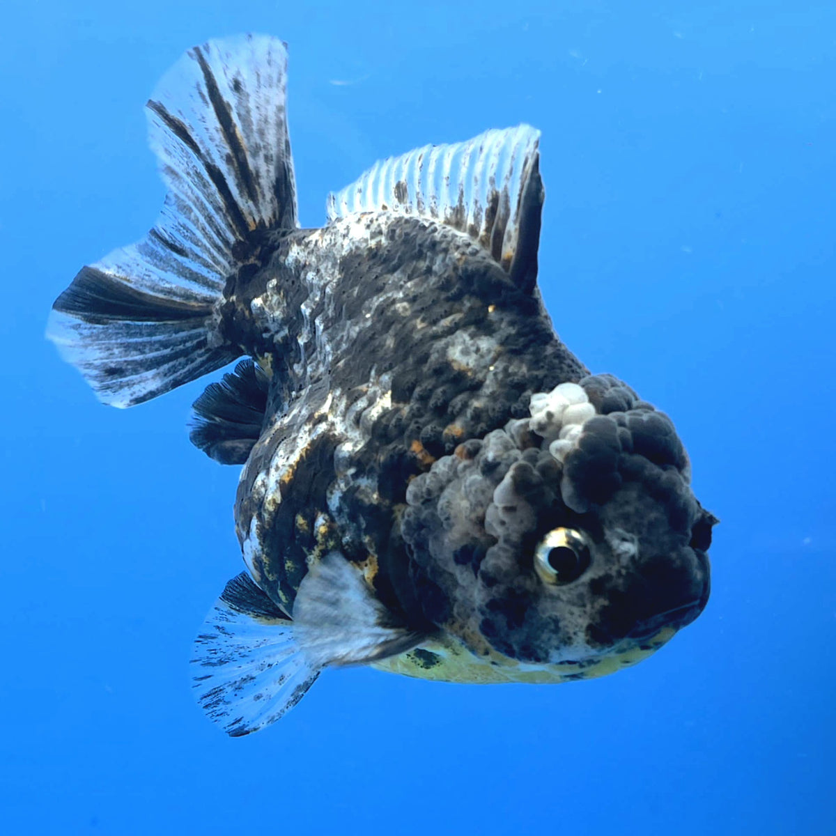 Thai Oranda Dark Granite Tiger Godzilla 4 inch Body Female (FEB-947)BLUETUBC