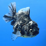 Thai Oranda Dark Granite Tiger Godzilla 4 inch Body Female (FEB-947)BLUETUBC