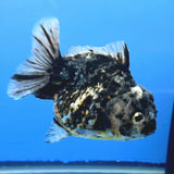 Thai Oranda Dark Granite Tiger Godzilla 4 inch Body Female (FEB-947)BLUETUBC