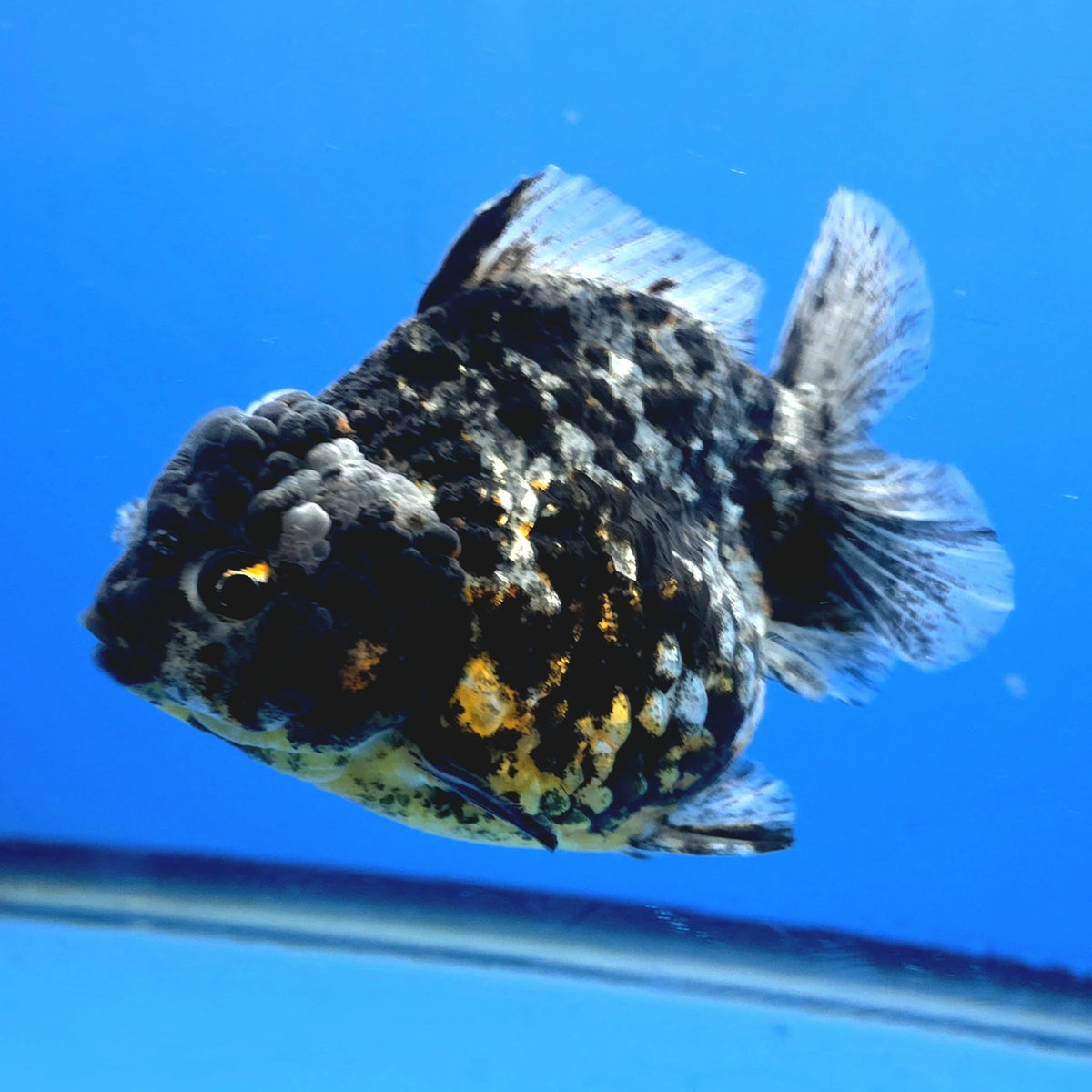 Thai Oranda Dark Granite Tiger Godzilla 4 inch Body Female (FEB-947)BLUETUBC