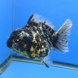 Thai Oranda Dark Granite Tiger Godzilla 4 inch Body Female (FEB-947)BLUETUBC