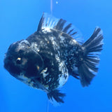 Thai Oranda Dark Granite Tiger Godzilla 3.5 inch Body male (FEB-949)BLUETUBC