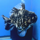 Thai Oranda Dark Granite Tiger Godzilla 3.5 inch Body male (FEB-949)BLUETUBC