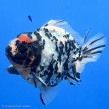 Thai Oranda Tri Color Tiger Godzilla 3.5 inch Body Male (FEB-936)BLUETUBC