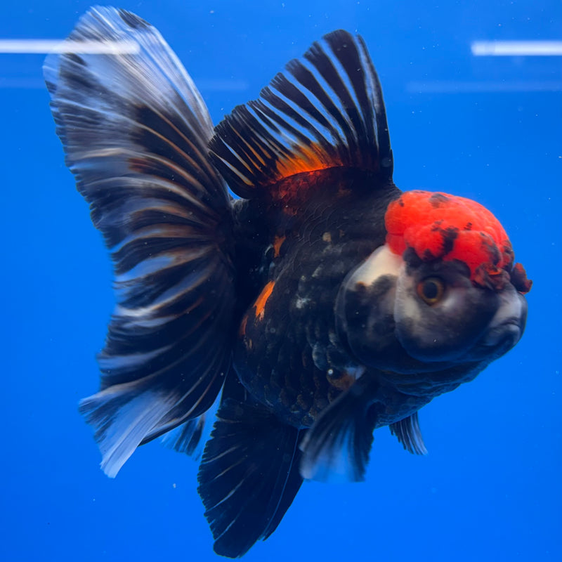 Thai Oranda JUMBO Tri-Color/Apache 4” Body Female(QGF-CK-1320)BLUETUB1