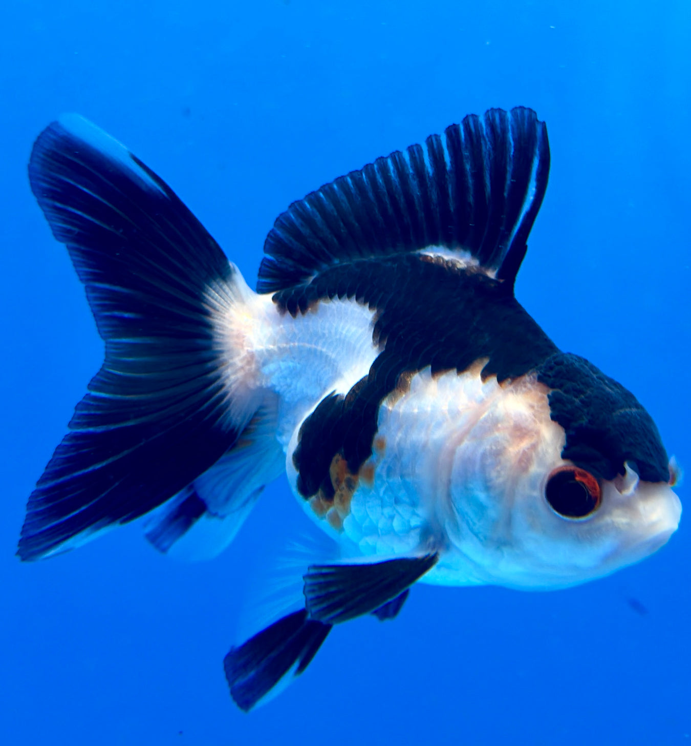 Small Goldfish - What you See is What You Get