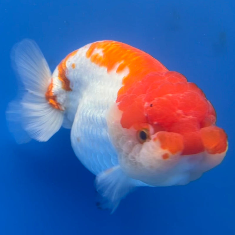 Thai Jumbo Ranchu Red/White 4.5” Body Female(CK-779)SHOWTANK