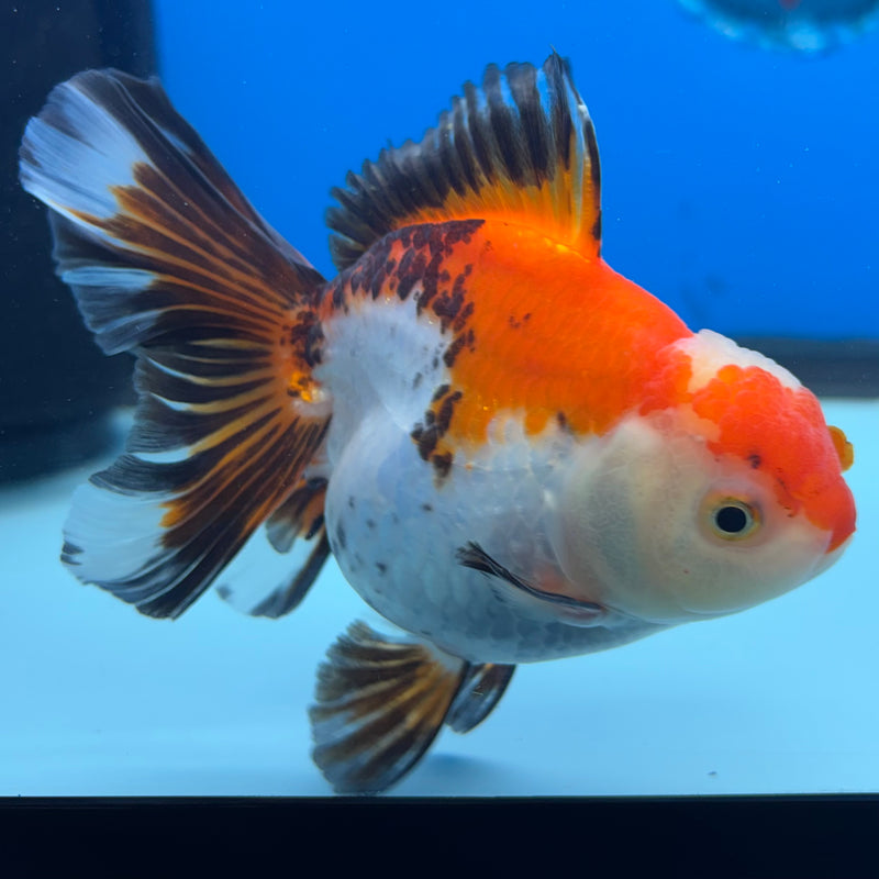 Thai Oranda Apache 3” Body Female(QGF-CK-1071)SHOWTANK