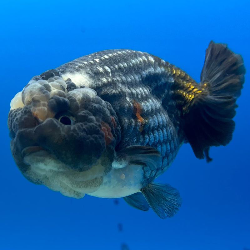 Thai Ranchu Steel Blue 3.5" Body Male(CK-897)R1A12