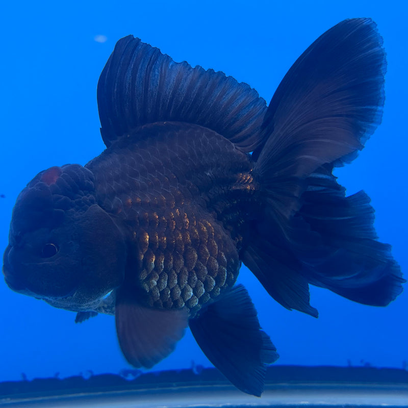 Thai Oranda Black Body Red Cap 3” Body Male(CK-1470)R2B10