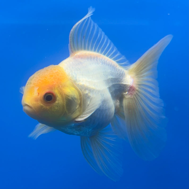 Thai Oranda Lemon Head White 2.5” Body Male(CK-1247)R3B09