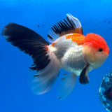 Thai Oranda Tri-Color 3.5” Female(CK-1627)R2A08