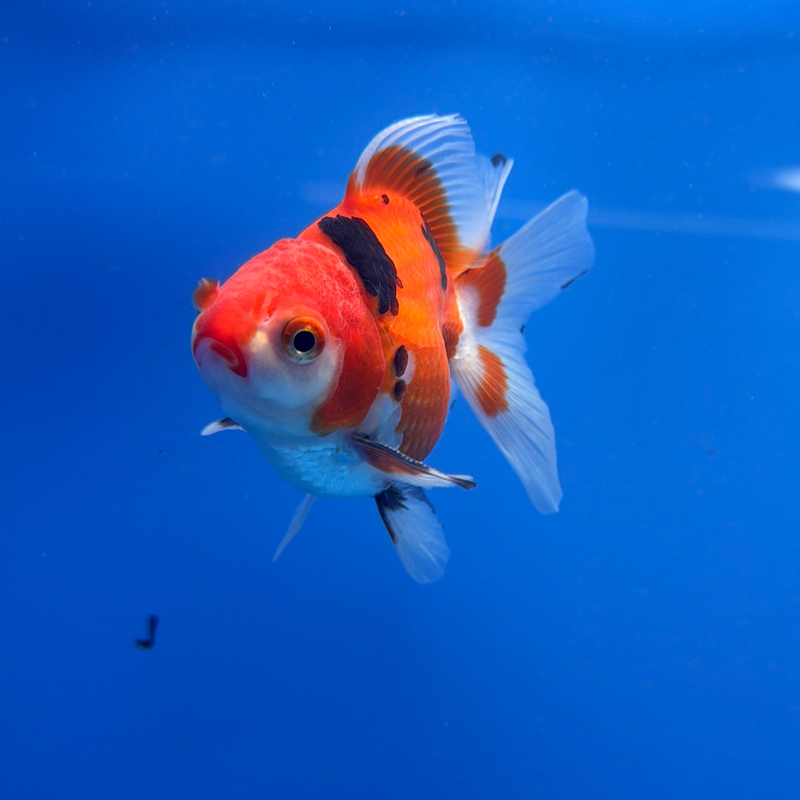 Thai Oranda Tri-Color 3in Male (FEB-300)R2B06